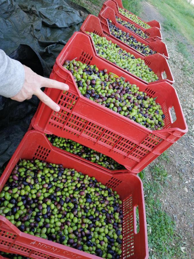 רוקסטראדה Il Podere Di Sole מראה חיצוני תמונה