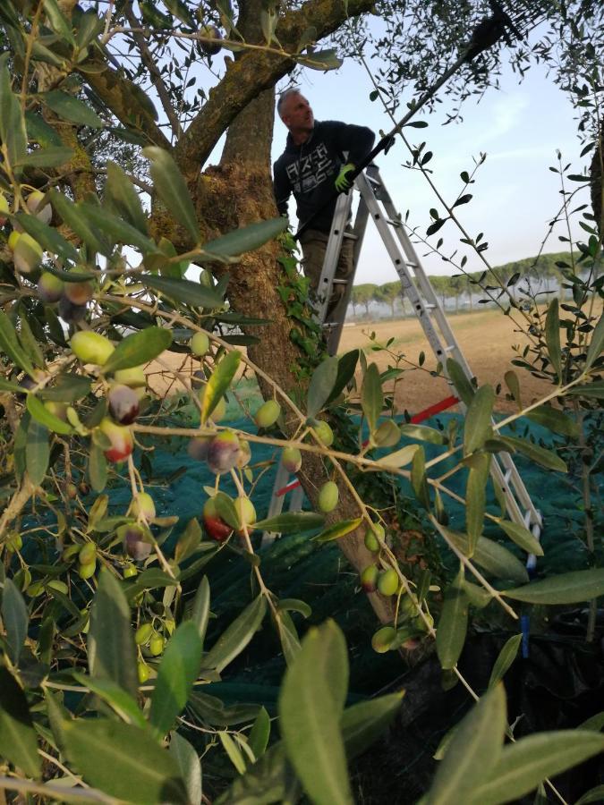 רוקסטראדה Il Podere Di Sole מראה חיצוני תמונה